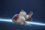 Short Body Thai Oranda  Panda 3.5 Inch (ID#1115To14b-53) Free2Day SHIPPING