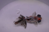 Butterfly  Calico 3.5 Inch (ID#0113B8b-40) Free2Day SHIPPING