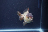 Short Body Thai Oranda  Panda 3.5 Inch (ID#1115To14b-53) Free2Day SHIPPING