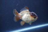 Short Body Thai Oranda  Panda 3.5 Inch (ID#1115To14b-53) Free2Day SHIPPING