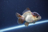 Short Body Thai Oranda  Panda 3.5 Inch (ID#1115To14b-53) Free2Day SHIPPING