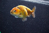 Ranchu  Calico 3 Inch (ID#809R5b-43) Free2Day SHIPPING