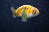 Juvenile Ranchu  Calico 3 Inch (ID#809R5b-43) Free2Day SHIPPING