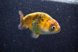 Juvenile Ranchu  Calico 3 Inch (ID#809R5b-43) Free2Day SHIPPING