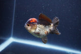 Short Body Thai Oranda  Tricolor 3 Inch (ID#1115To14b-54) Free2Day SHIPPING