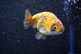 Juvenile Ranchu  Calico 3 Inch (ID#809R5b-43) Free2Day SHIPPING