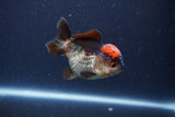 Short Body Thai Oranda  Tricolor 3 Inch (ID#1115To14b-54) Free2Day SHIPPING