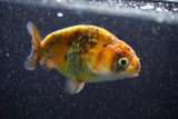 Juvenile Ranchu  Calico 3 Inch (ID#809R5b-43) Free2Day SHIPPING