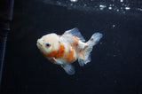 Yuan Bao Oranda  Calico 3.5 Inch (ID#318Yb10b-51) Free2Day SHIPPING