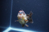 Short Body Thai Oranda  Tricolor 3 Inch (ID#1115To14b-54) Free2Day SHIPPING