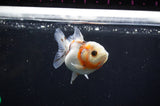 Yuan Bao Oranda  Calico 3.5 Inch (ID#318Yb10b-51) Free2Day SHIPPING
