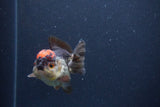 Short Body Thai Oranda  Tricolor 3 Inch (ID#1115To14b-54) Free2Day SHIPPING