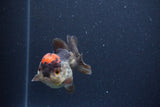 Short Body Thai Oranda  Tricolor 3 Inch (ID#1115To14b-54) Free2Day SHIPPING