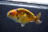 Juvenile Ranchu  Calico 3 Inch (ID#809R5b-43) Free2Day SHIPPING