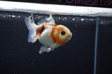 Yuan Bao Oranda  Calico 3.5 Inch (ID#318Yb10b-51) Free2Day SHIPPING