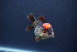 Short Body Thai Oranda  Tricolor 3 Inch (ID#1115To14b-54) Free2Day SHIPPING