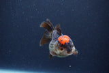 Short Body Thai Oranda  Tricolor 3 Inch (ID#1115To14b-54) Free2Day SHIPPING