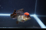 Short Body Thai Oranda  Tricolor 3 Inch (ID#1115To14b-54) Free2Day SHIPPING