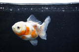 Yuan Bao Oranda  Calico 3.5 Inch (ID#318Yb10b-51) Free2Day SHIPPING