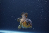 Short Body Thai Oranda  Bronze 3 Inch (ID#1115To14b-55) Free2Day SHIPPING