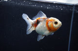 Yuan Bao Oranda  Calico 3.5 Inch (ID#318Yb10b-51) Free2Day SHIPPING