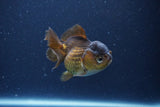 Short Body Thai Oranda  Bronze 3 Inch (ID#1115To14b-55) Free2Day SHIPPING