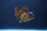 Short Body Thai Oranda  Bronze 3 Inch (ID#1115To14b-55) Free2Day SHIPPING