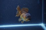 Short Body Thai Oranda  Bronze 3 Inch (ID#1115To14b-55) Free2Day SHIPPING