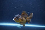 Short Body Thai Oranda  Bronze 3 Inch (ID#1115To14b-55) Free2Day SHIPPING