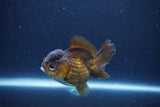 Short Body Thai Oranda  Bronze 3 Inch (ID#1115To14b-55) Free2Day SHIPPING