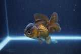 Short Body Thai Oranda  Bronze 3 Inch (ID#1115To14b-55) Free2Day SHIPPING