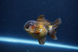 Short Body Thai Oranda  Bronze 3.5 Inch (ID#1115To14b-56) Free2Day SHIPPING