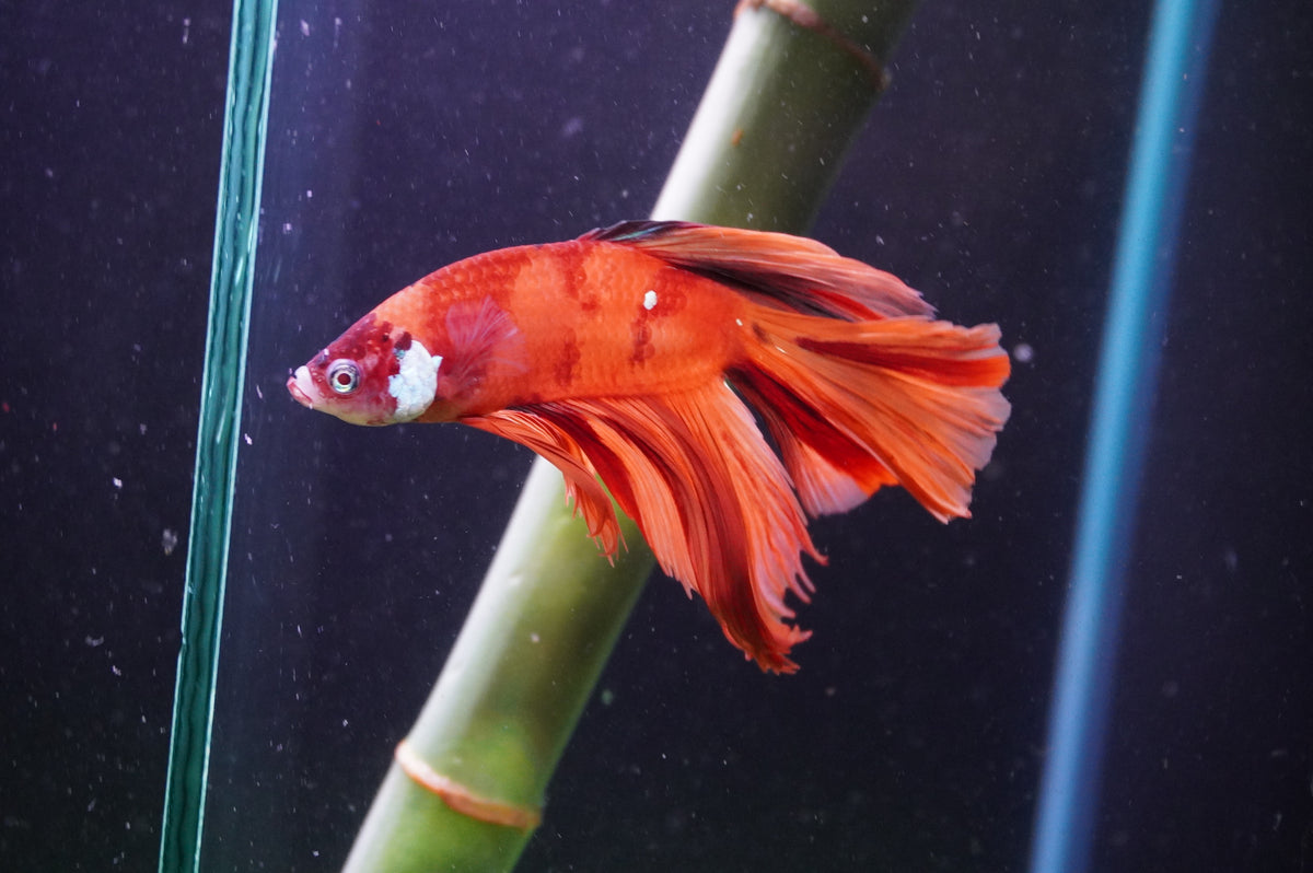 Betta Koi — King Koi and Goldfish