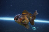 Short Body Thai Oranda  Bronze 3.5 Inch (ID#1115To14b-56) Free2Day SHIPPING