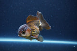 Short Body Thai Oranda  Bronze 3.5 Inch (ID#1115To14b-56) Free2Day SHIPPING