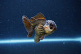 Short Body Thai Oranda  Bronze 3.5 Inch (ID#1115To14b-56) Free2Day SHIPPING