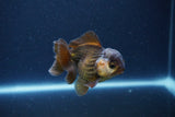 Short Body Thai Oranda  Bronze 3.5 Inch (ID#1115To14b-56) Free2Day SHIPPING