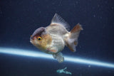 Short Body Thai Oranda  Panda 3.5 Inch (ID#1115To14b-57) Free2Day SHIPPING