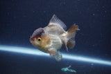 Short Body Thai Oranda  Panda 3.5 Inch (ID#1115To14b-57) Free2Day SHIPPING