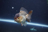 Short Body Thai Oranda  Panda 3.5 Inch (ID#1115To14b-57) Free2Day SHIPPING