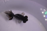 Butterfly  Kirin 3 Inch (ID#0113B8b-43) Free2Day SHIPPING