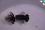 Butterfly  Kirin 3 Inch (ID#0113B8b-43) Free2Day SHIPPING