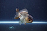 Short Body Thai Oranda  Panda 3.5 Inch (ID#1115To14b-57) Free2Day SHIPPING