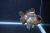 Short Body Thai Oranda  Panda 3.5 Inch (ID#1115To14b-57) Free2Day SHIPPING