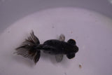 Butterfly  Kirin 3 Inch (ID#0113B8b-43) Free2Day SHIPPING