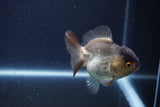 Short Body Thai Oranda  Panda 3.5 Inch (ID#1115To14b-57) Free2Day SHIPPING