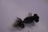 Butterfly  Kirin 3 Inch (ID#0113B8b-43) Free2Day SHIPPING