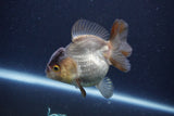 Short Body Thai Oranda  Panda 3.5 Inch (ID#1115To14b-57) Free2Day SHIPPING