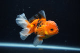 Juvenile Thai Oranda  Calico 3.5 Inch (ID#1025To13b-79) Free2Day SHIPPING