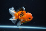 Juvenile Thai Oranda  Calico 3.5 Inch (ID#1025To13b-79) Free2Day SHIPPING